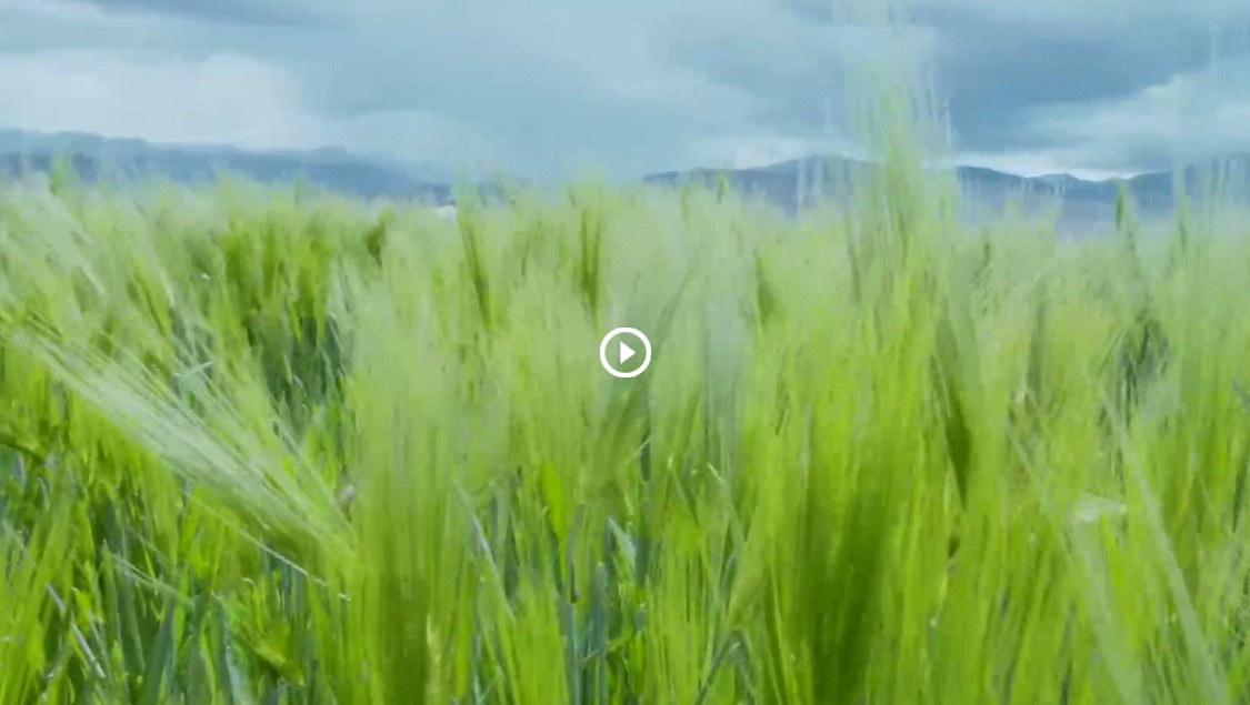 6966集团青稞宣传片